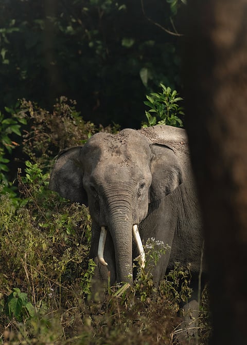 An elephant at the Bandipur National Park