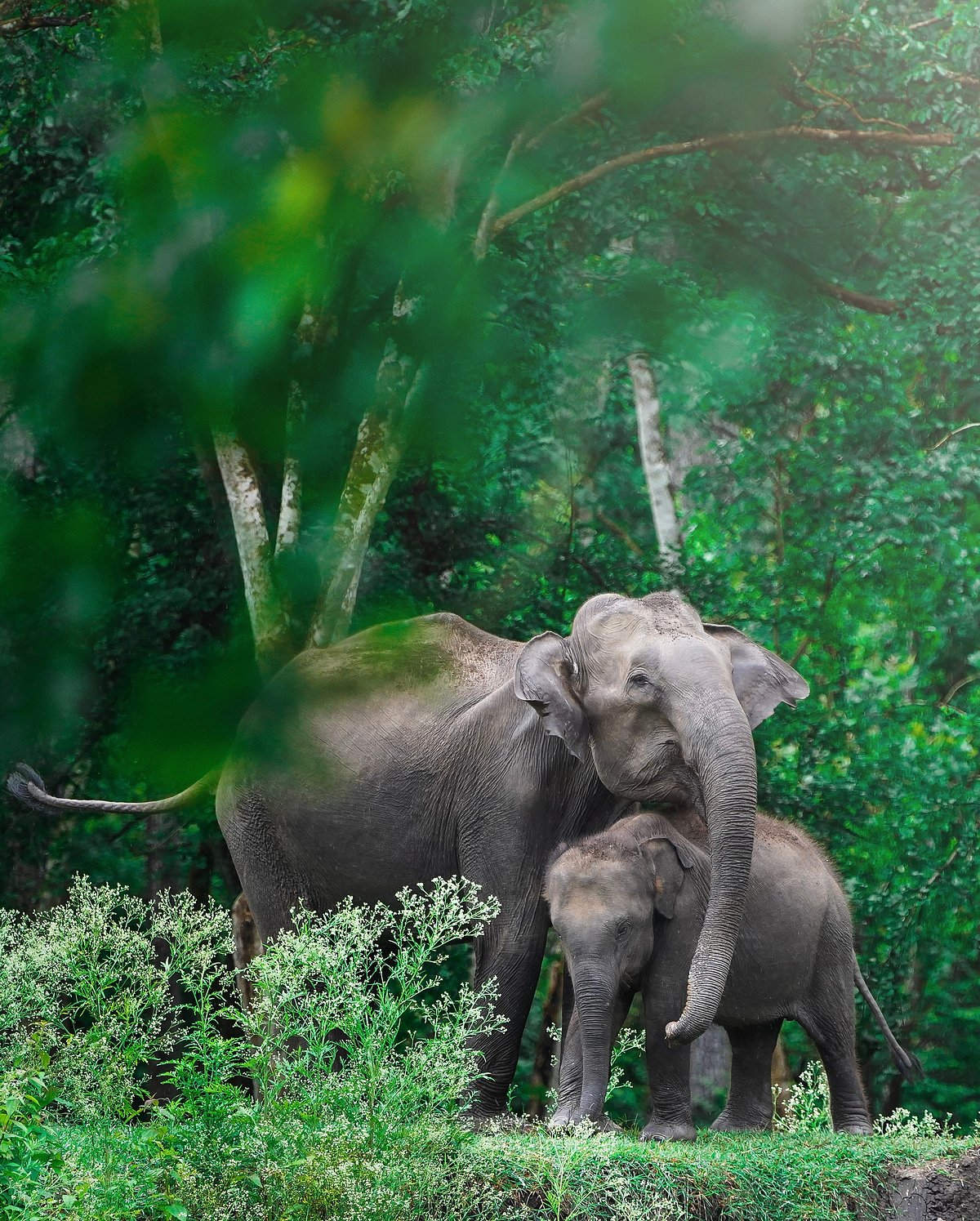 Shutterstock : Elephants at the Nagarhole National Park