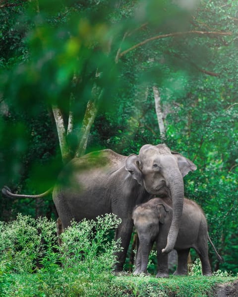 Elephants at the Nagarhole National Park