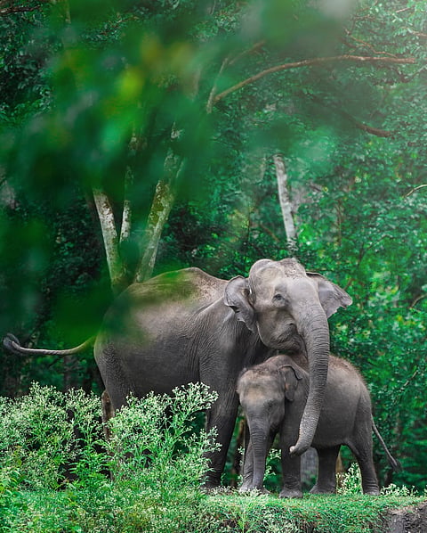 Elephants at the Nagarhole National Park