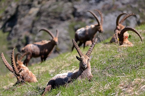 Vanoise National Park is well known for its population of Alpine ibex