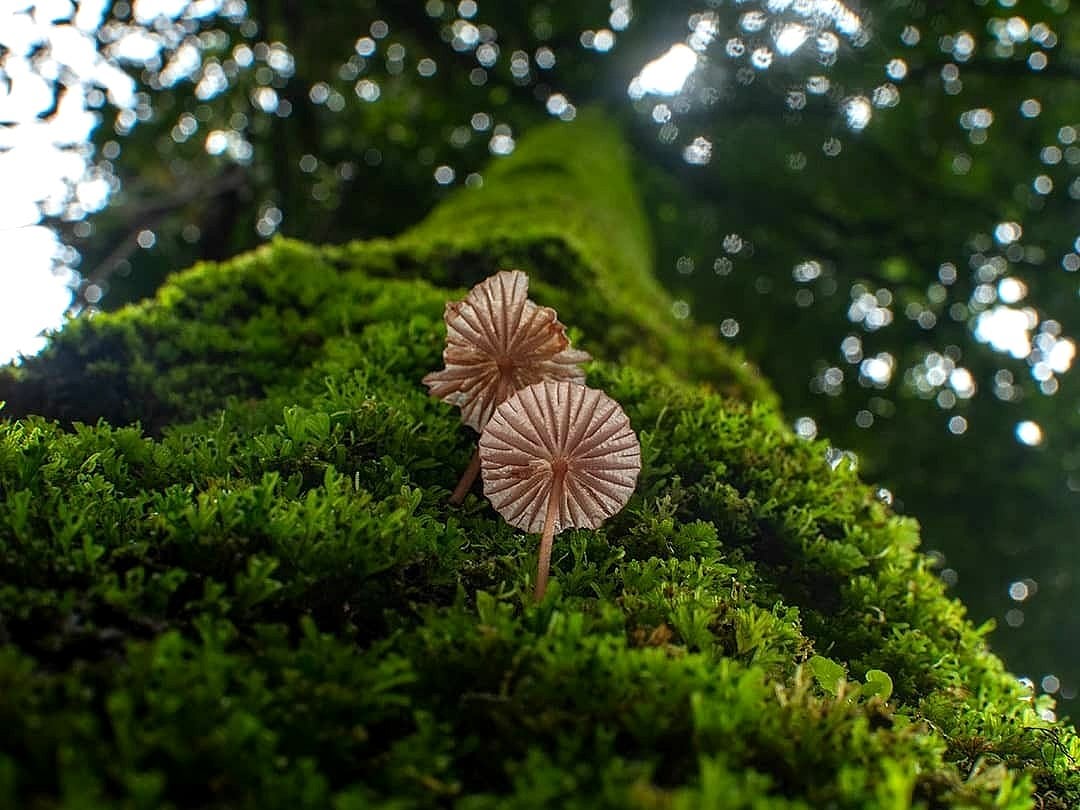 Mrugaya Xpeditions/Instagram : Goas forests in monsoon teem with unique flora and fauna 