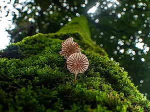 Mrugaya Xpeditions/Instagram : Goas forests in monsoon teem with unique flora and fauna