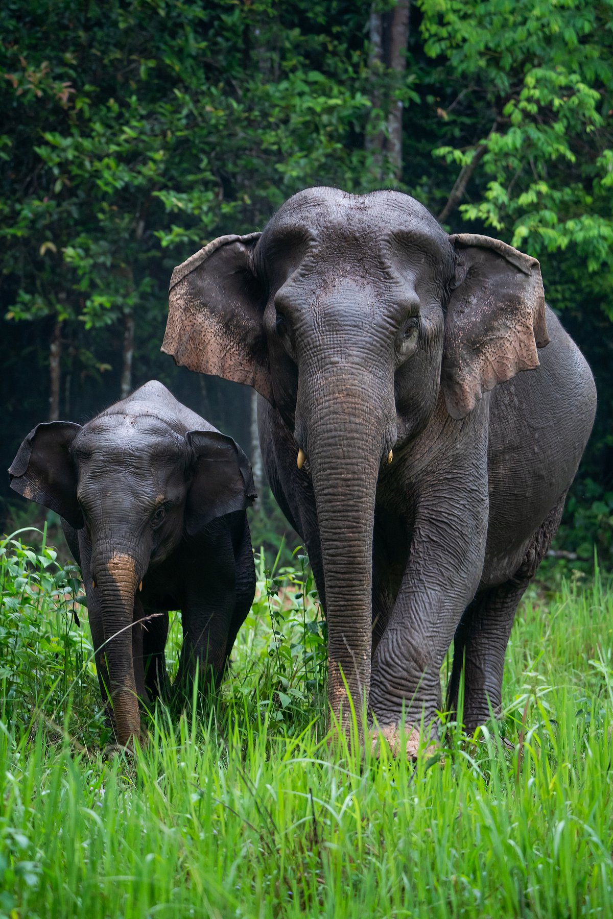 World Elephant Day 2024 Places To Spot Elephants In India