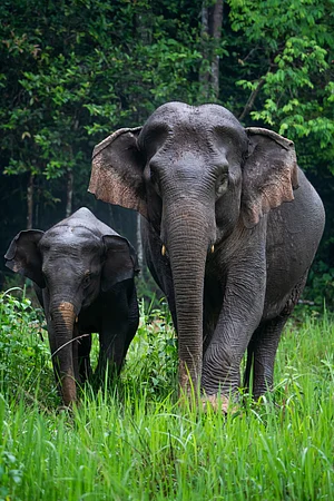 Shutterstock : Wild elephants are enjoying the rain in Khao Yai National Park