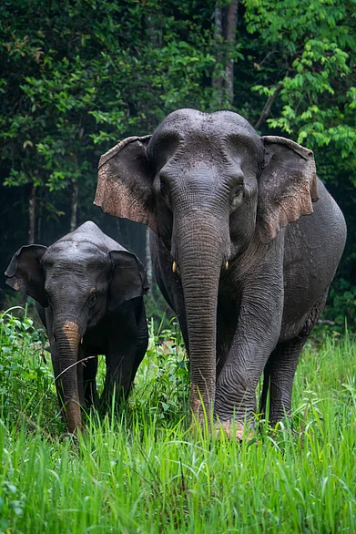 Shutterstock : Wild elephants are enjoying the rain in Khao Yai National Park