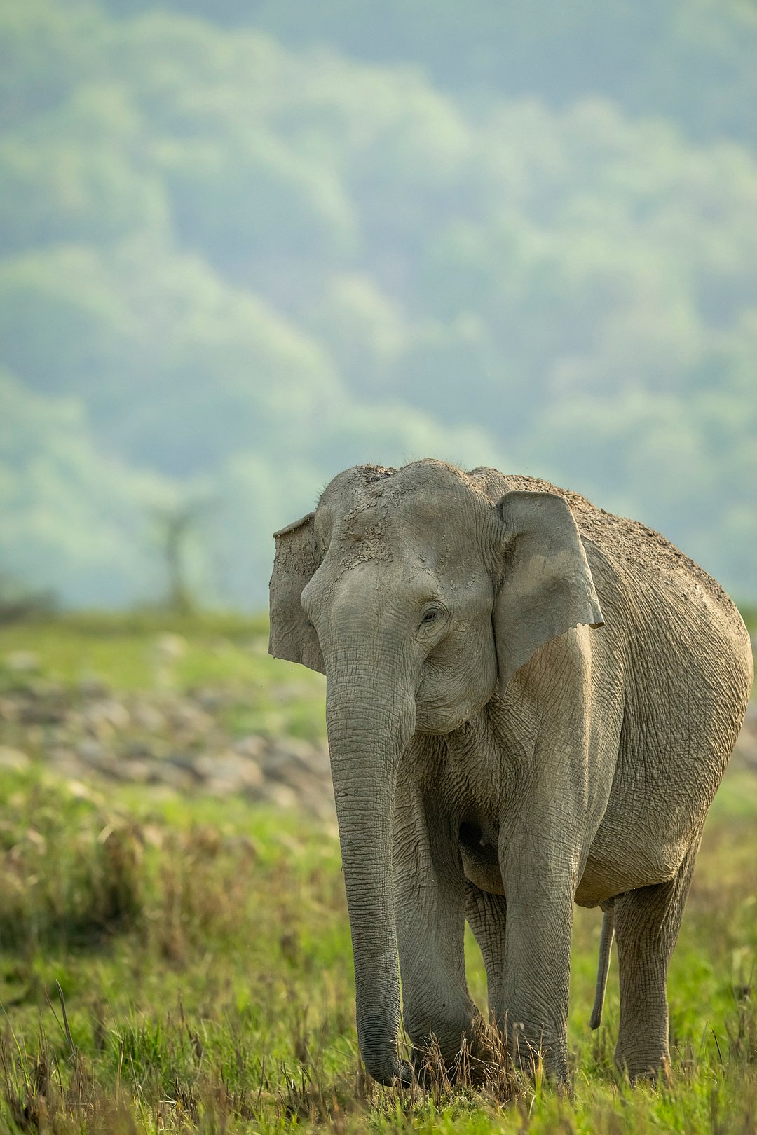 A beautiful shot of an elephant at Jim Corbett National Park