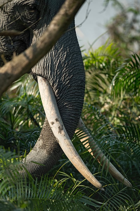 A great tusker at Kaziranga National Park