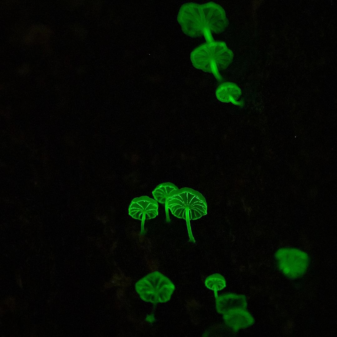 Makeithappen and Mrugaya Xpeditions offer these Bioluminescence trails with a naturalist as a guide