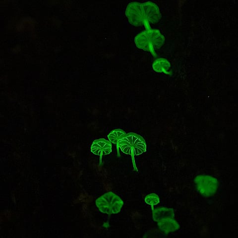 Makeithappen and Mrugaya Xpeditions offer these Bioluminescence trails with a naturalist as a guide