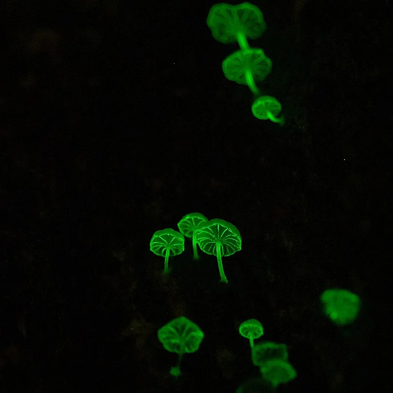 Makeithappen and Mrugaya Xpeditions offer these Bioluminescence trails with a naturalist as a guide