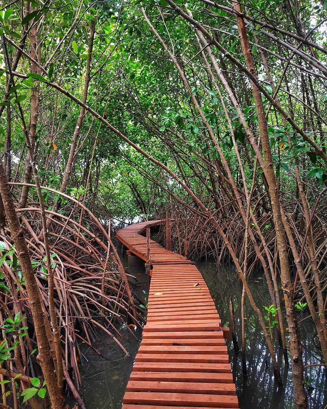 The Sharavathi Kandla Mangrove Boardwalk takes visitors through a landscape where more than 80 fish, 115 birds, and 45 mangroves reside