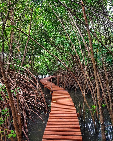 The Sharavathi Kandla Mangrove Boardwalk takes visitors through a landscape where more than 80 fish, 115 birds, and 45 mangroves reside