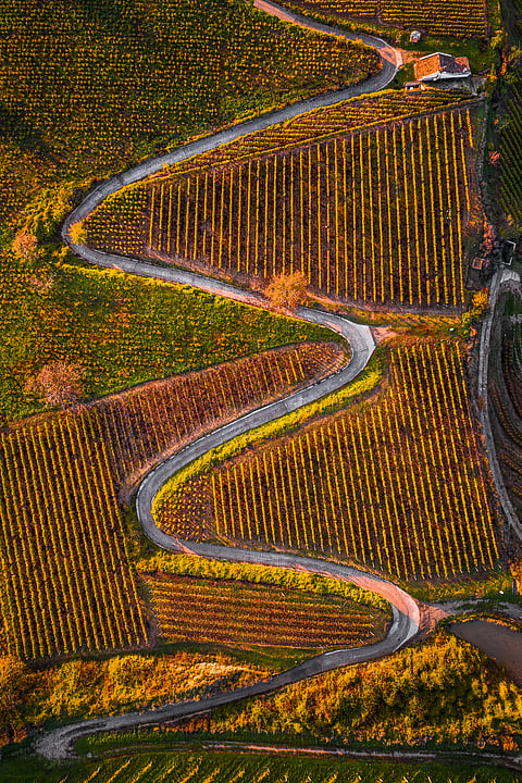 The world famous Hungarian vineyards of Tokaj wine region