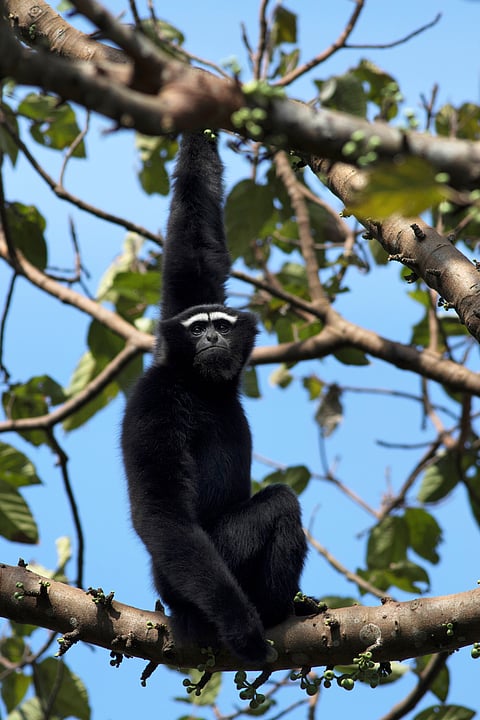A Hoolock Gibbon hangs from a tree
