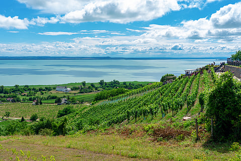 The view of Lake Balaton with vineyards from the Badacsony hill