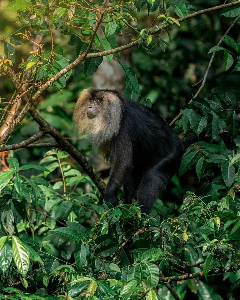 A Lion-tailed Macaque in its habitat - Shutterstock