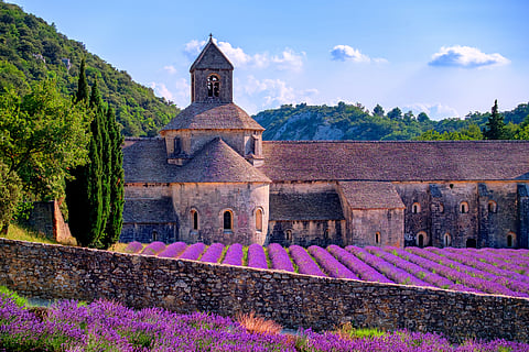 Blooming purple lavender fields at Senanque monastery, Provence