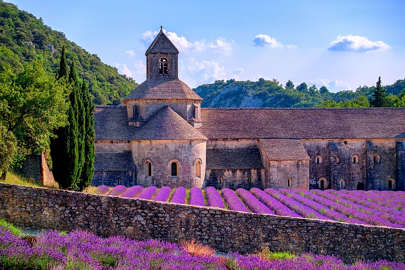 Blooming purple lavender fields at Senanque monastery, Provence