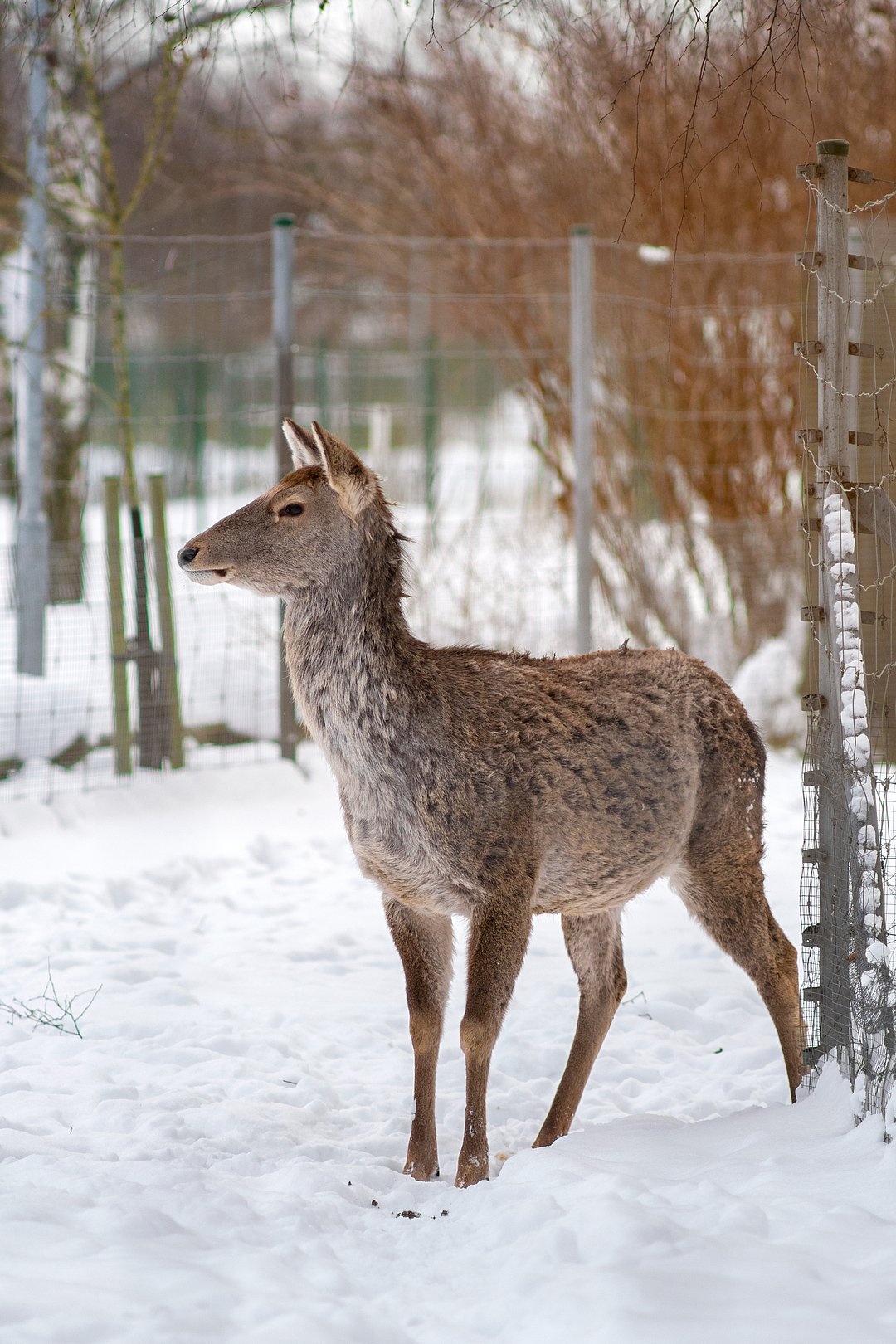 A look at the elegant Kashmir Stag (Hangul)