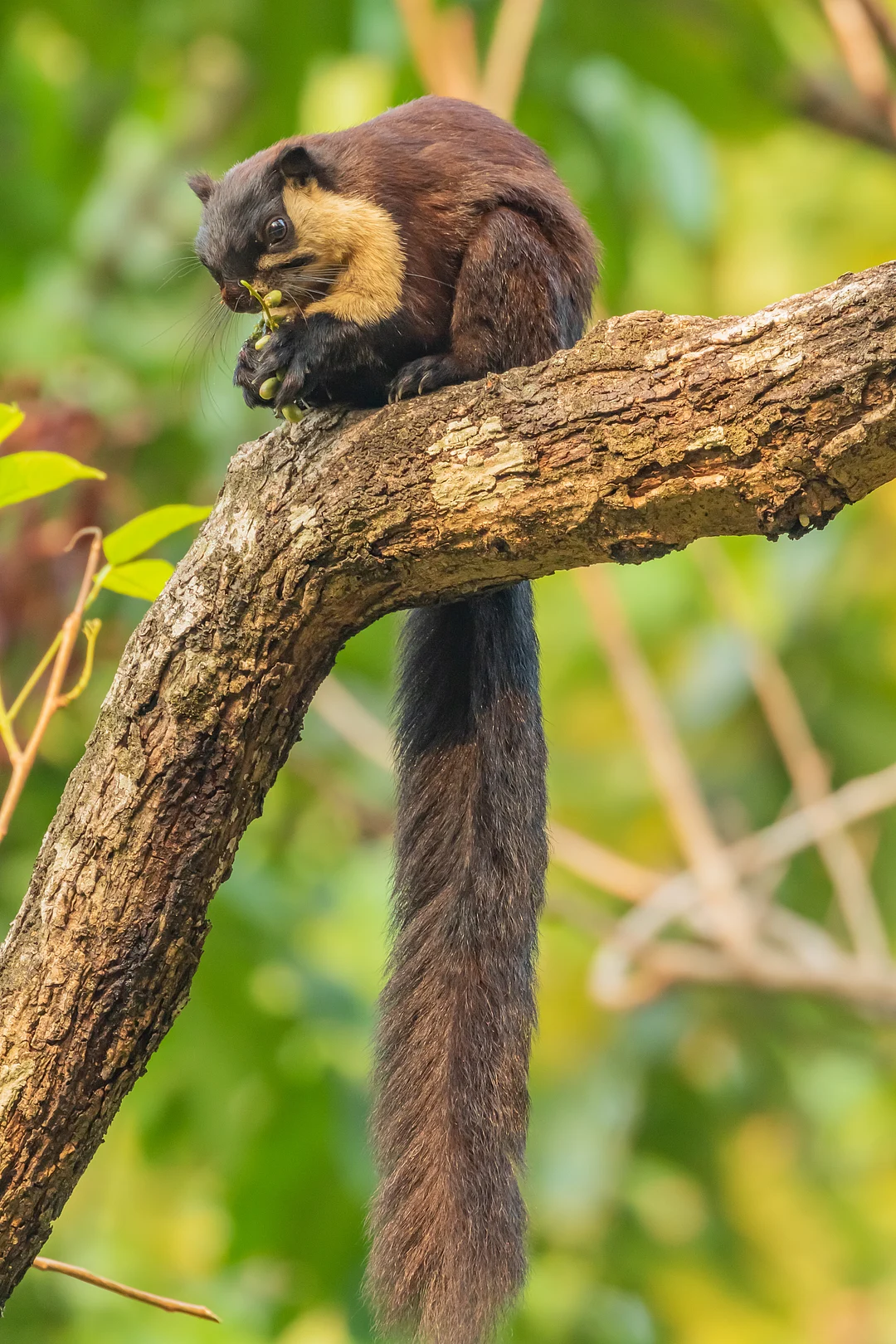 A portrait of a Malabar Giant Squirrel