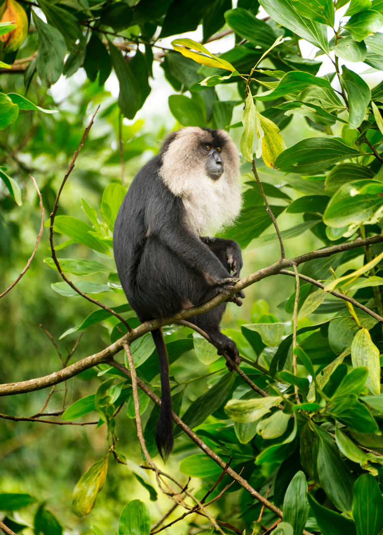 The elusive Lion-tailed Macaque sits in its habitat - Shutterstock