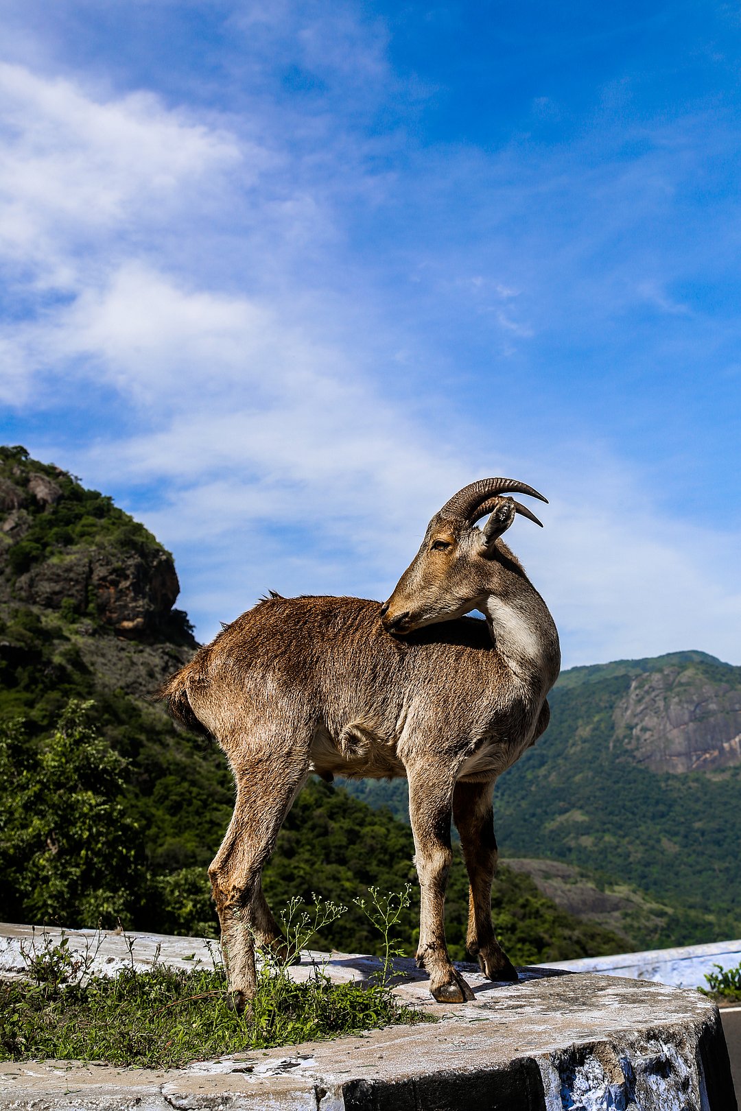 A Nilgiri Tahr stands at the edge of a mountain, Valparai, India