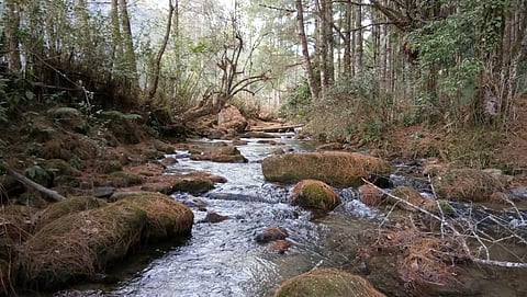 Discover beautiful river landscapes on the Ziro Valley Trek