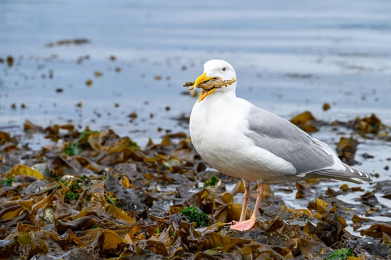 Gull eating a small sea star at low tide at Golden Gardens Park