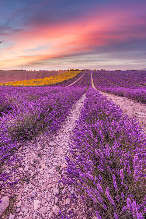 A picturesque view of Lavender Fields, Provence