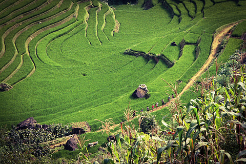 Rice fields of Sa Pa