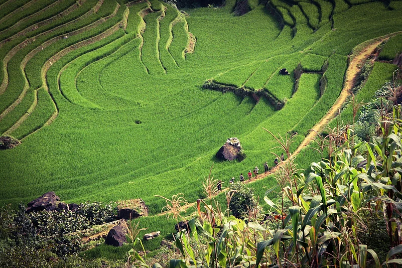 Rice fields of Sa Pa