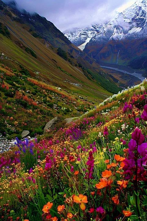Valley of Flowers