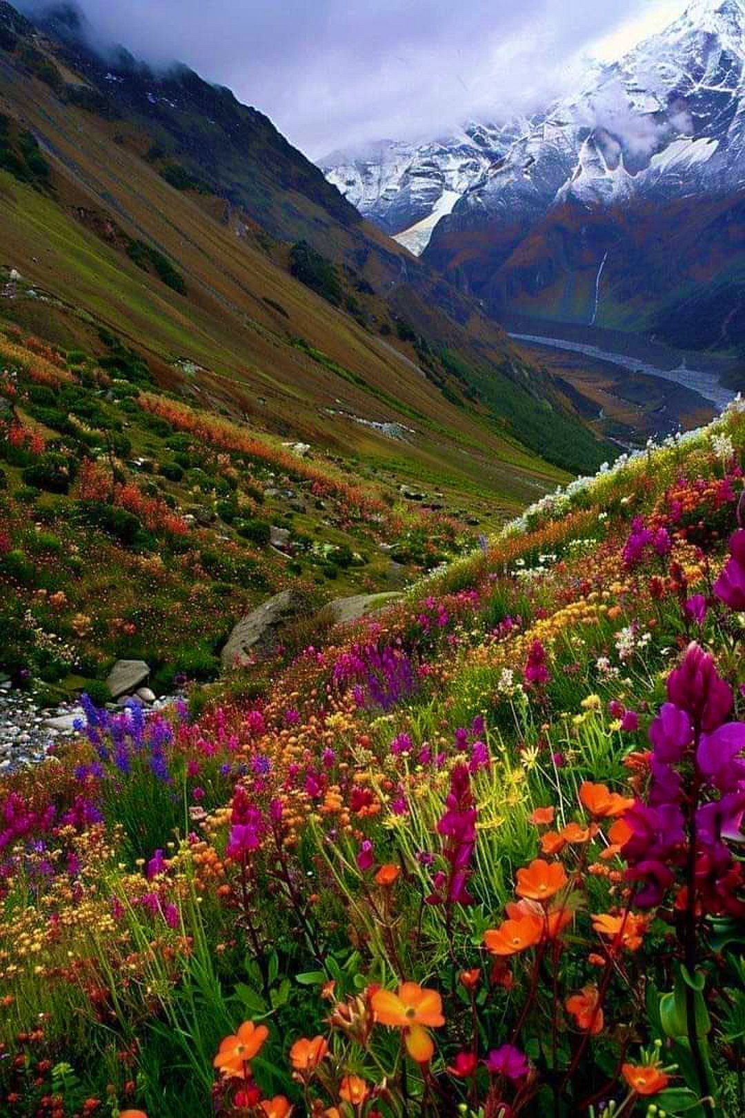 The beauty of the Valley of Flowers