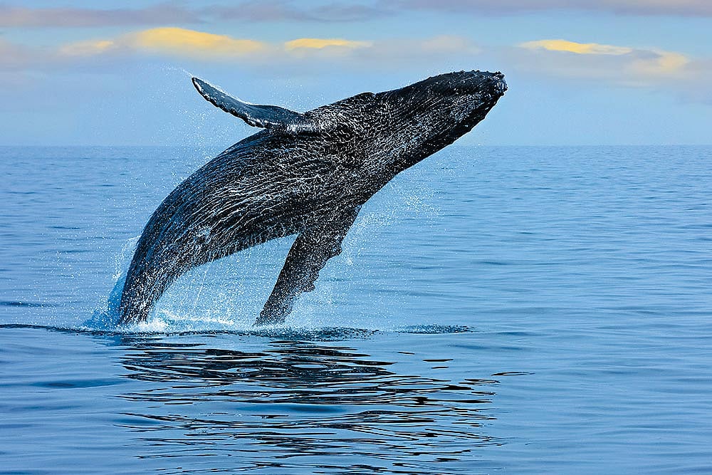 A Grey Whale