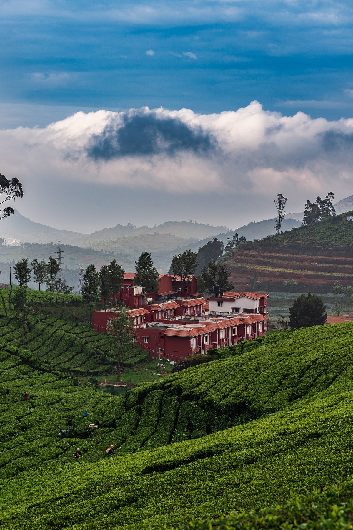 Shutterstock : Nilgiris, the beauty of Ooty tea estates