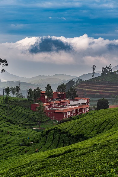 Shutterstock : Nilgiris, the beauty of Ooty tea estates
