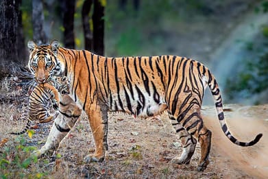 Courtesy: Erwin Angel DRose : TOFTigers is a nonprofit NGO promoting sustainable tourism in India and Nepal