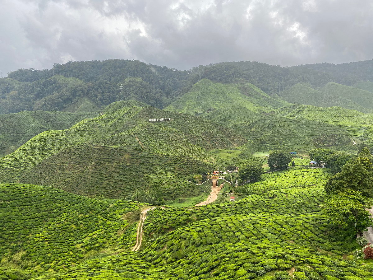 Cameroon Highlands