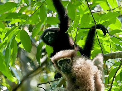 VIJAY CAVALE : The only sanctuary in India that is home to seven primate species