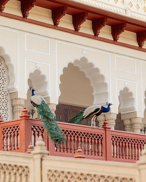 Peacocks rest the walls of Rambagh Palace