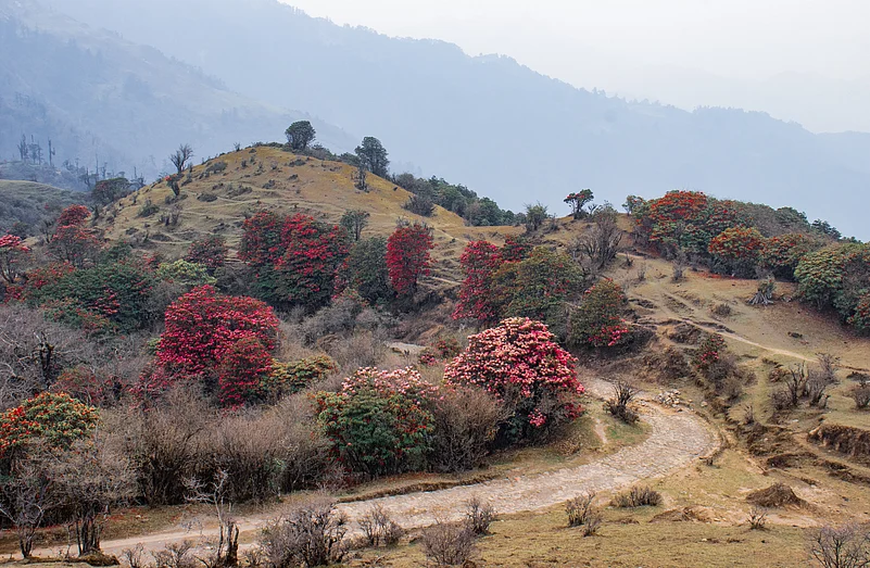 On the way to Phalut