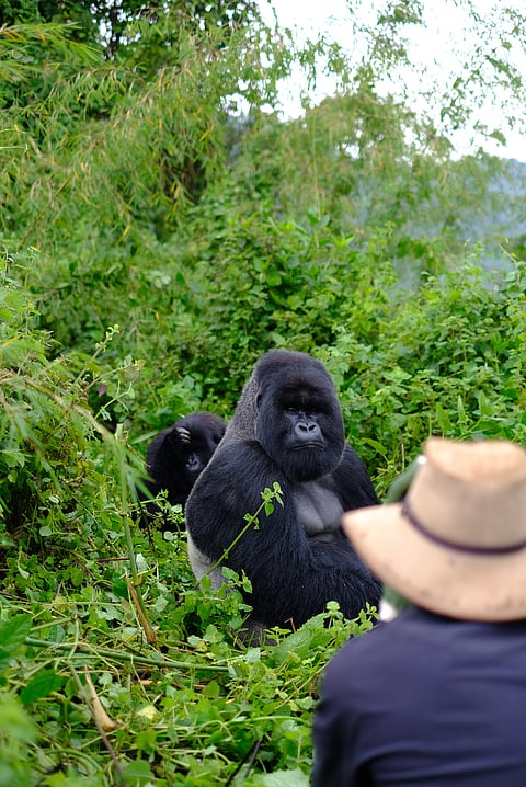 Alpha male gorilla and his young son being watched by a man deep in the jungle of Volcanoes National Park in Rwanda