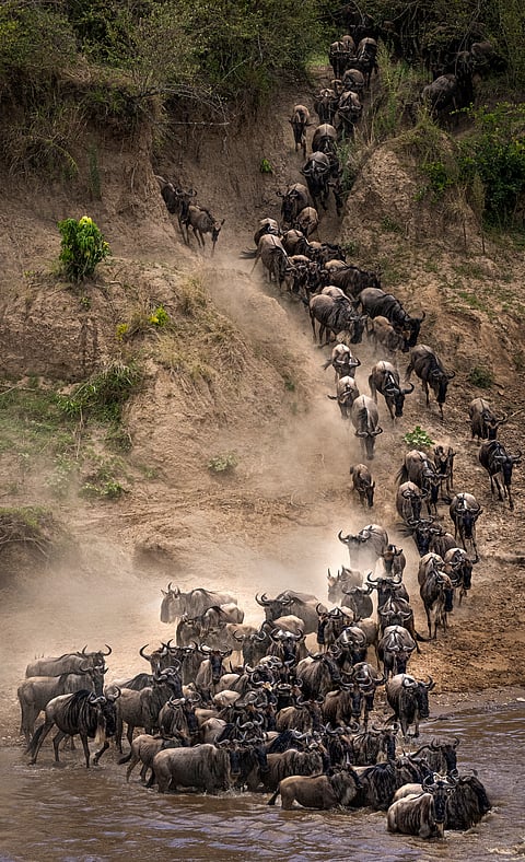 The great migration at Serengeti National Park