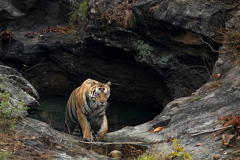 A tiger emerges from the rocks in Bandhavgarh Tiger Reserve - Shutterstock