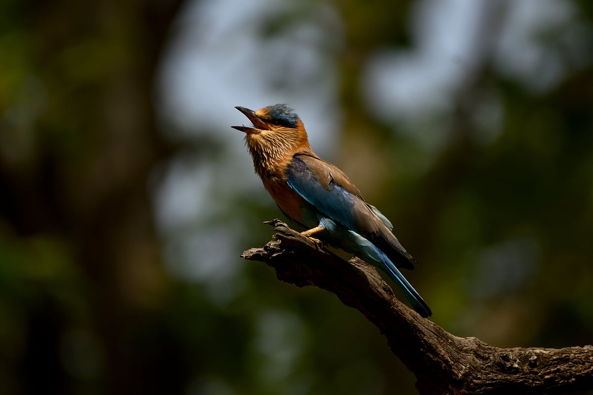 Indian Roller on a branch.