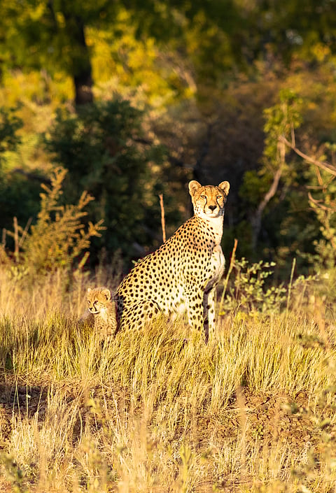 Cheetah and its cub in Hwange National Park