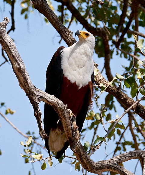 Fish Eagle in South Luangwa National Park, Zambia
