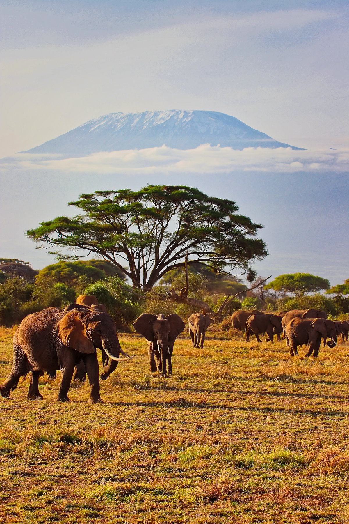 Shutterstock : Kilimanjaro at the Amboseli National Park, Kenya