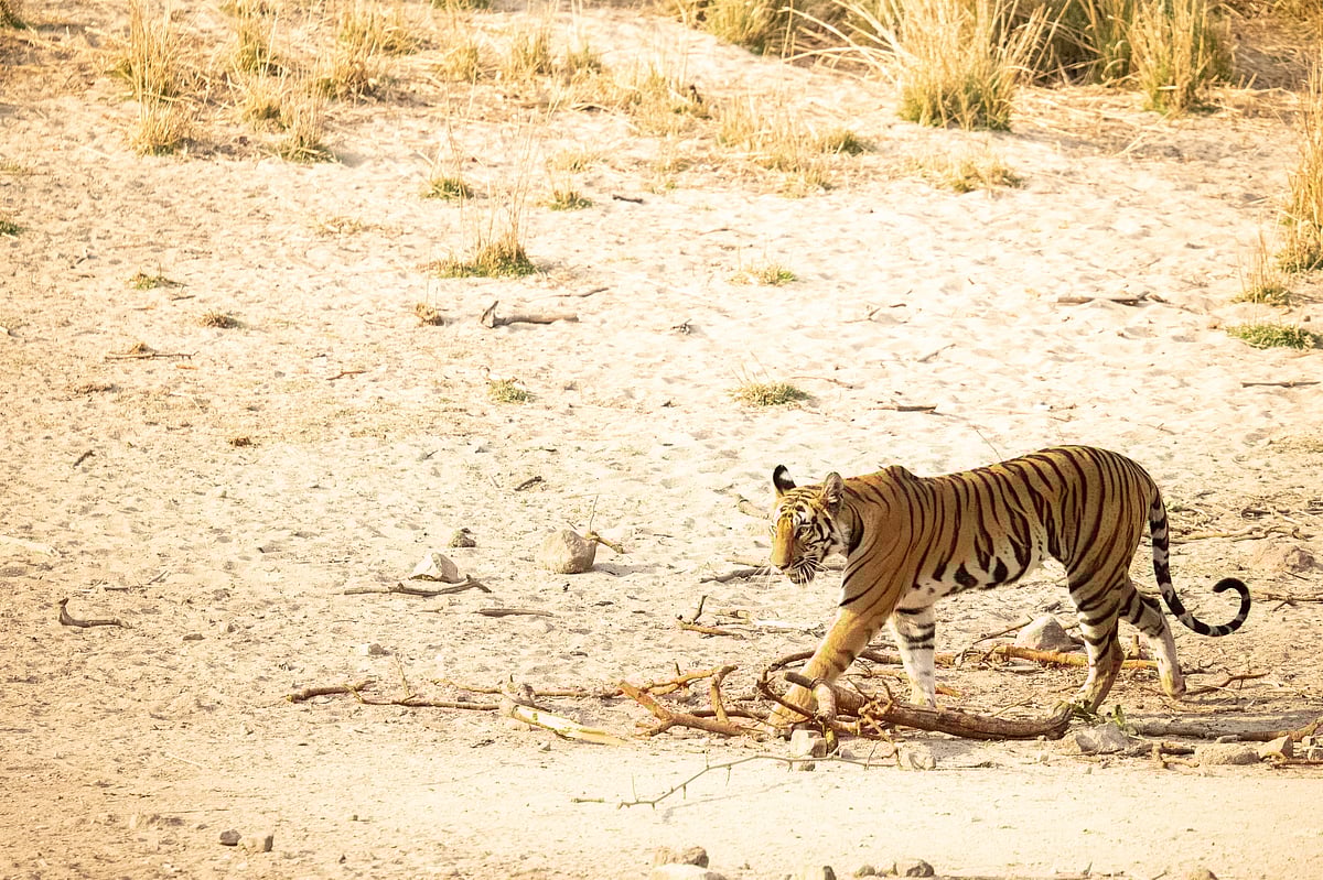 The Tala Zone of Bandhavgarh